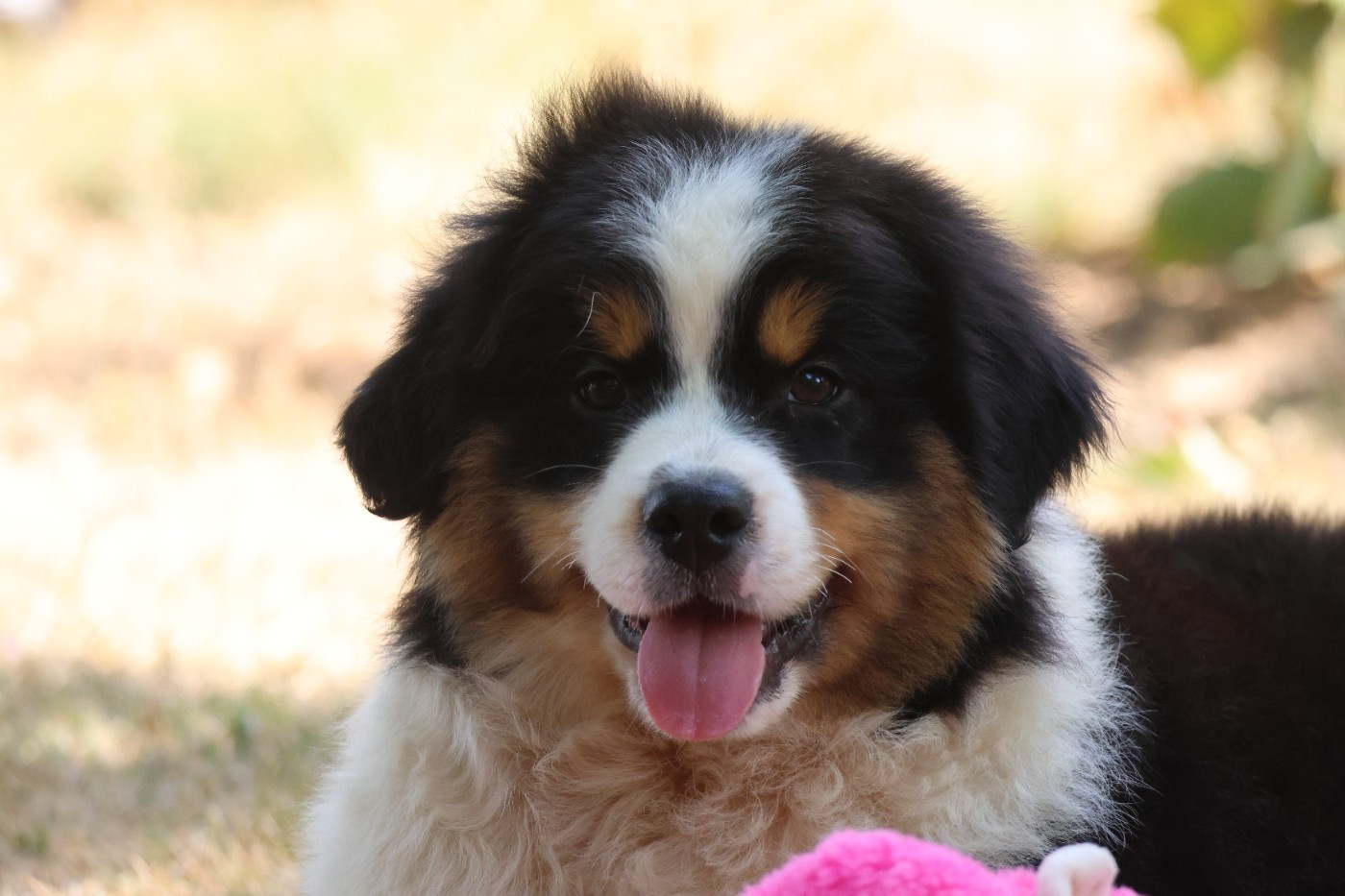 des Gardiens d'Hadès - Chiots disponibles - Berger Australien