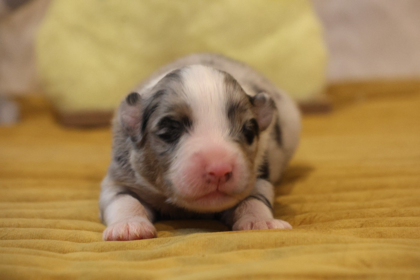 des Gardiens d'Hadès - Chiots disponibles - Berger Australien