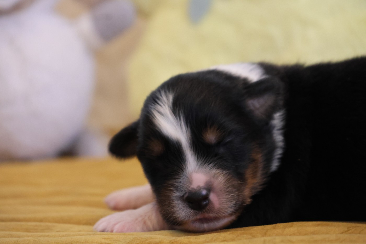 des Gardiens d'Hadès - Chiots disponibles - Berger Australien