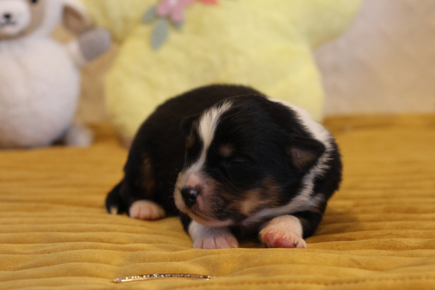 des Gardiens d'Hadès - Chiots disponibles - Berger Australien