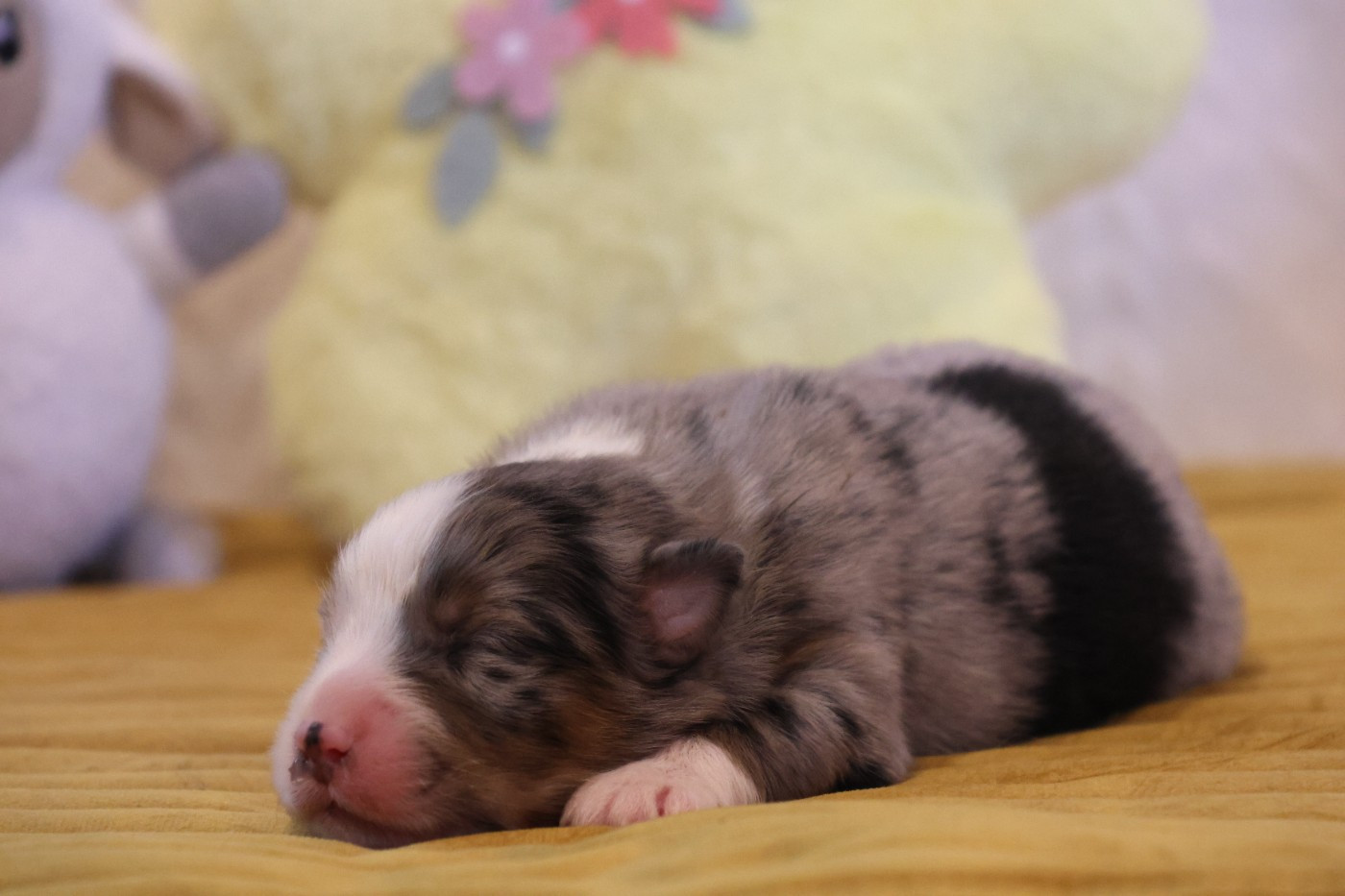des Gardiens d'Hadès - Chiots disponibles - Berger Australien