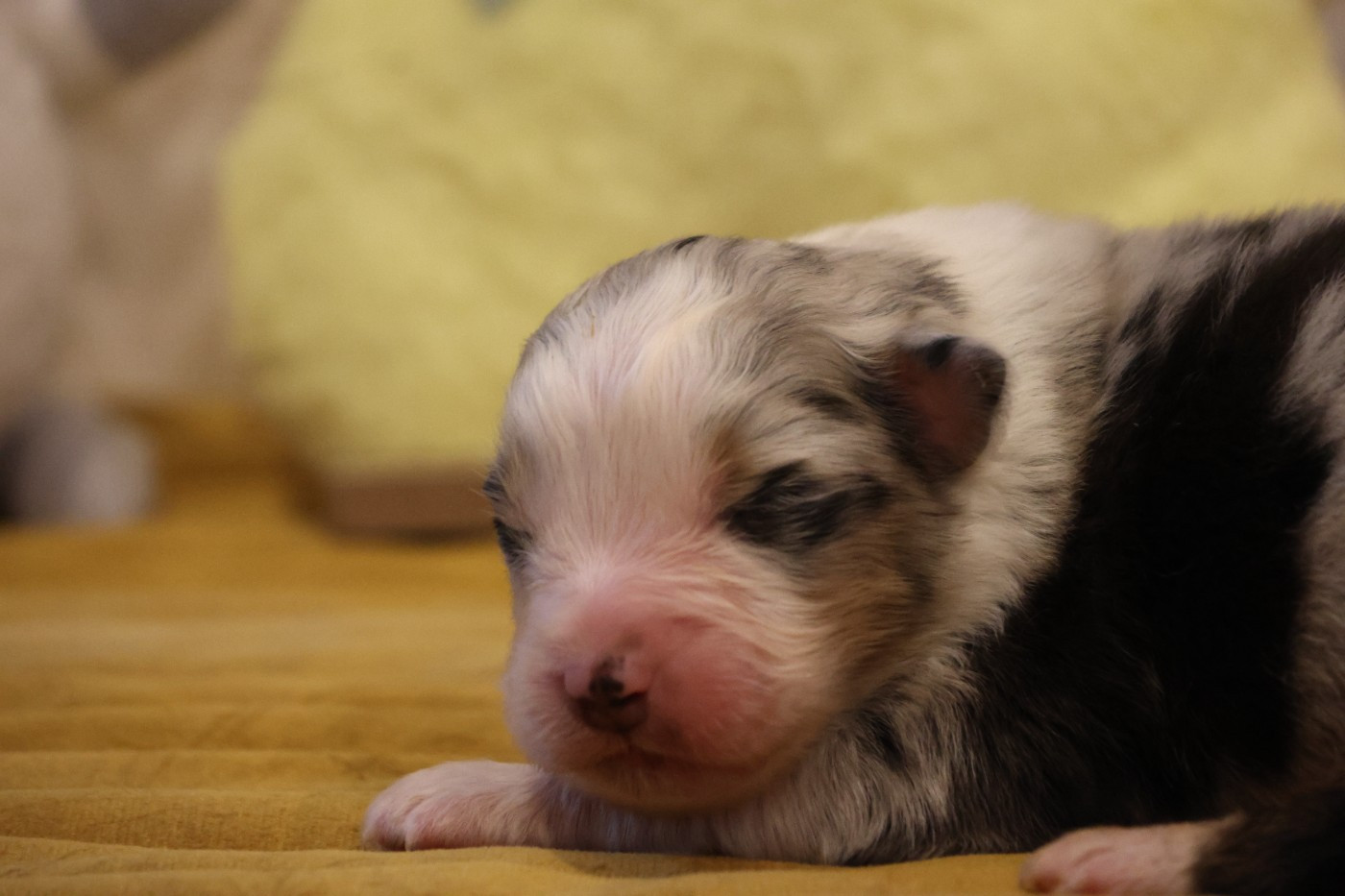 des Gardiens d'Hadès - Chiots disponibles - Berger Australien