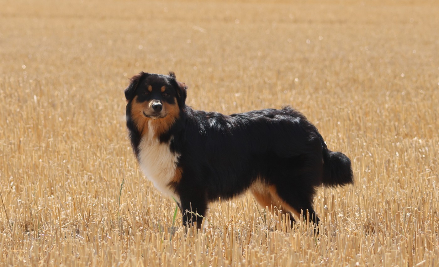 des Gardiens d'Hadès - Chiots disponibles - Berger Australien