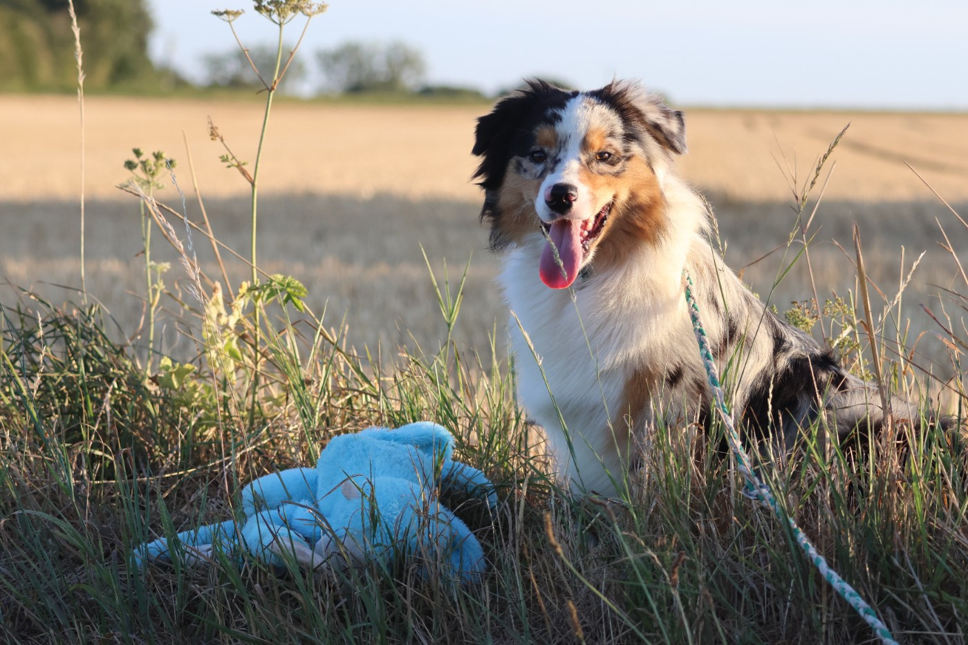 des Gardiens d'Hadès - Chiots disponibles - Berger Australien