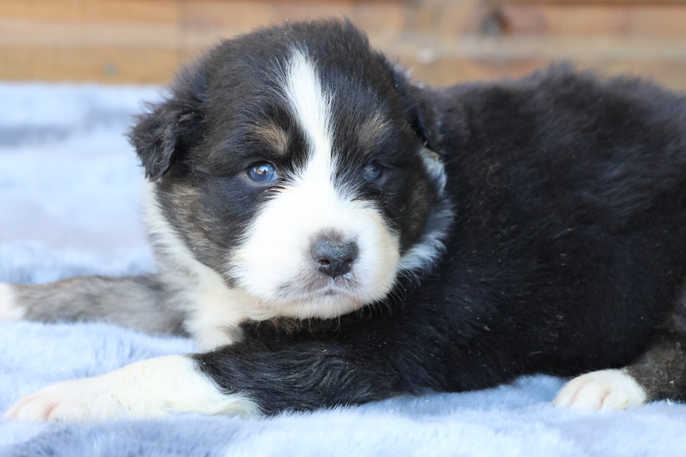 des Gardiens d'Hadès - Chiots disponibles - Berger Australien