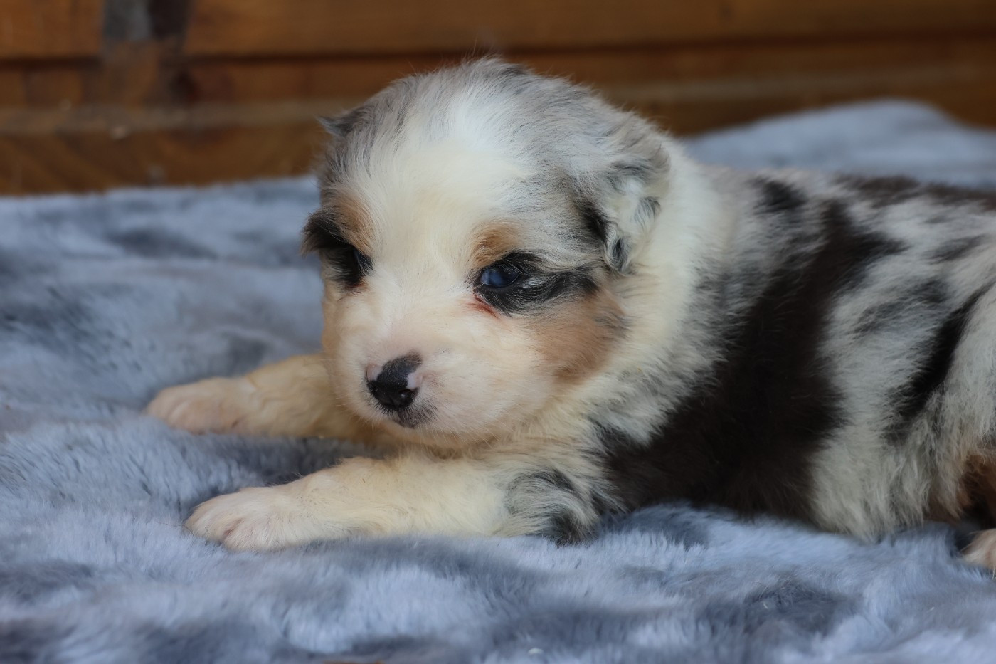 des Gardiens d'Hadès - Chiots disponibles - Berger Australien
