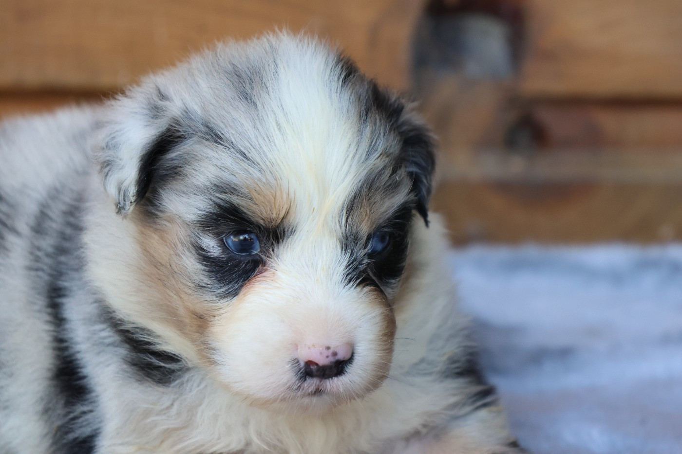 des Gardiens d'Hadès - Chiots disponibles - Berger Australien