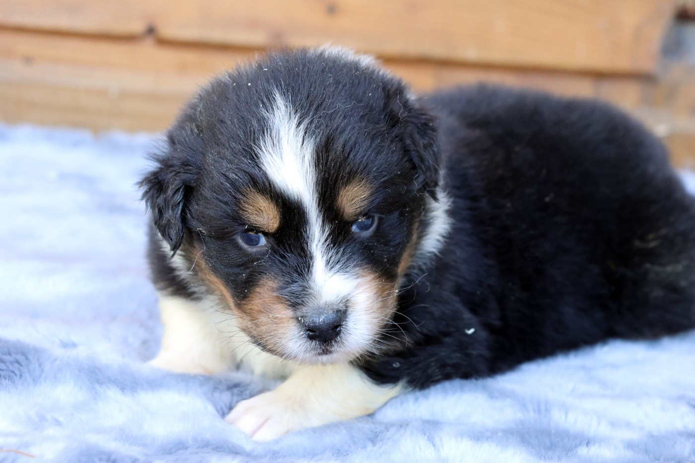 des Gardiens d'Hadès - Chiots disponibles - Berger Australien