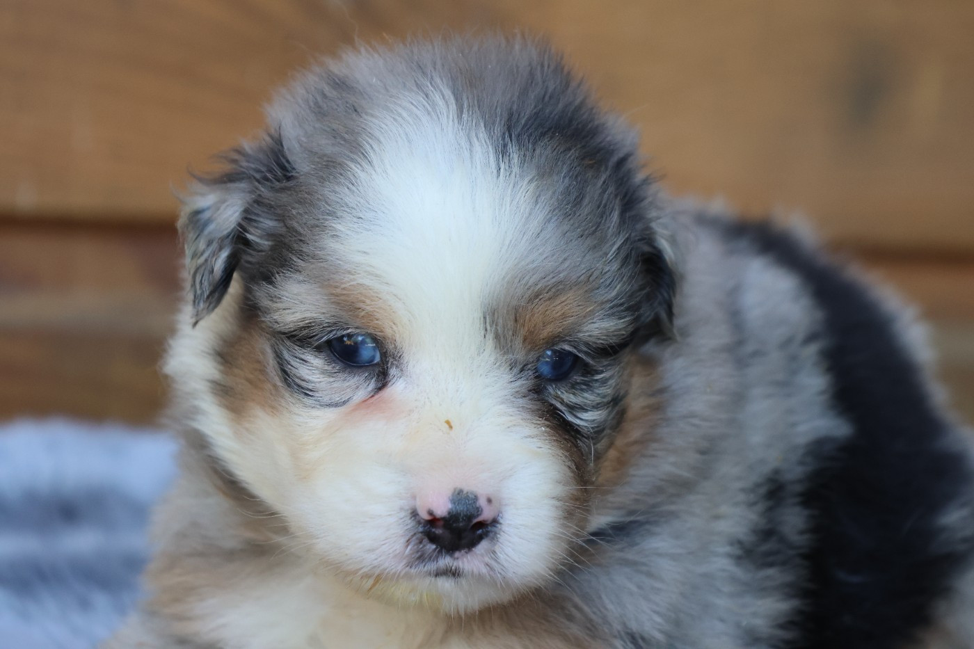 des Gardiens d'Hadès - Chiots disponibles - Berger Australien