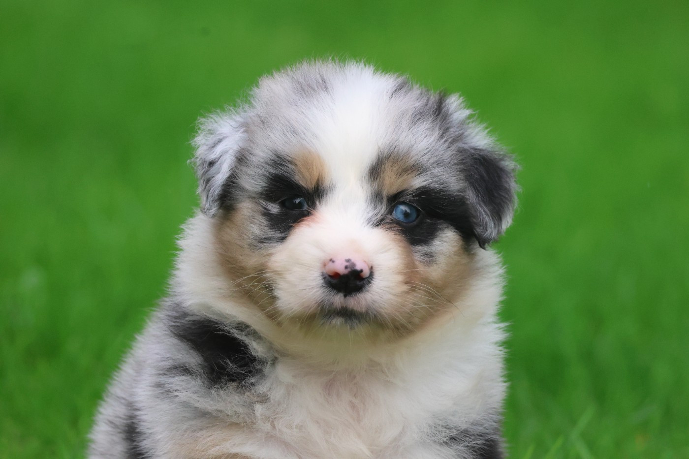 des Gardiens d'Hadès - Chiots disponibles - Berger Australien