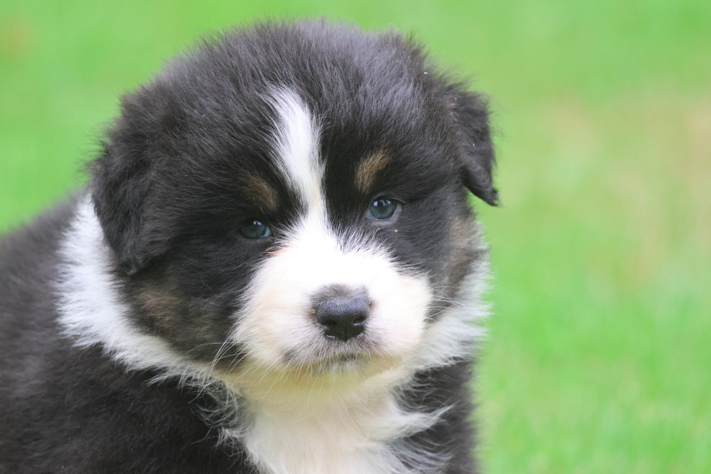 des Gardiens d'Hadès - Chiots disponibles - Berger Australien