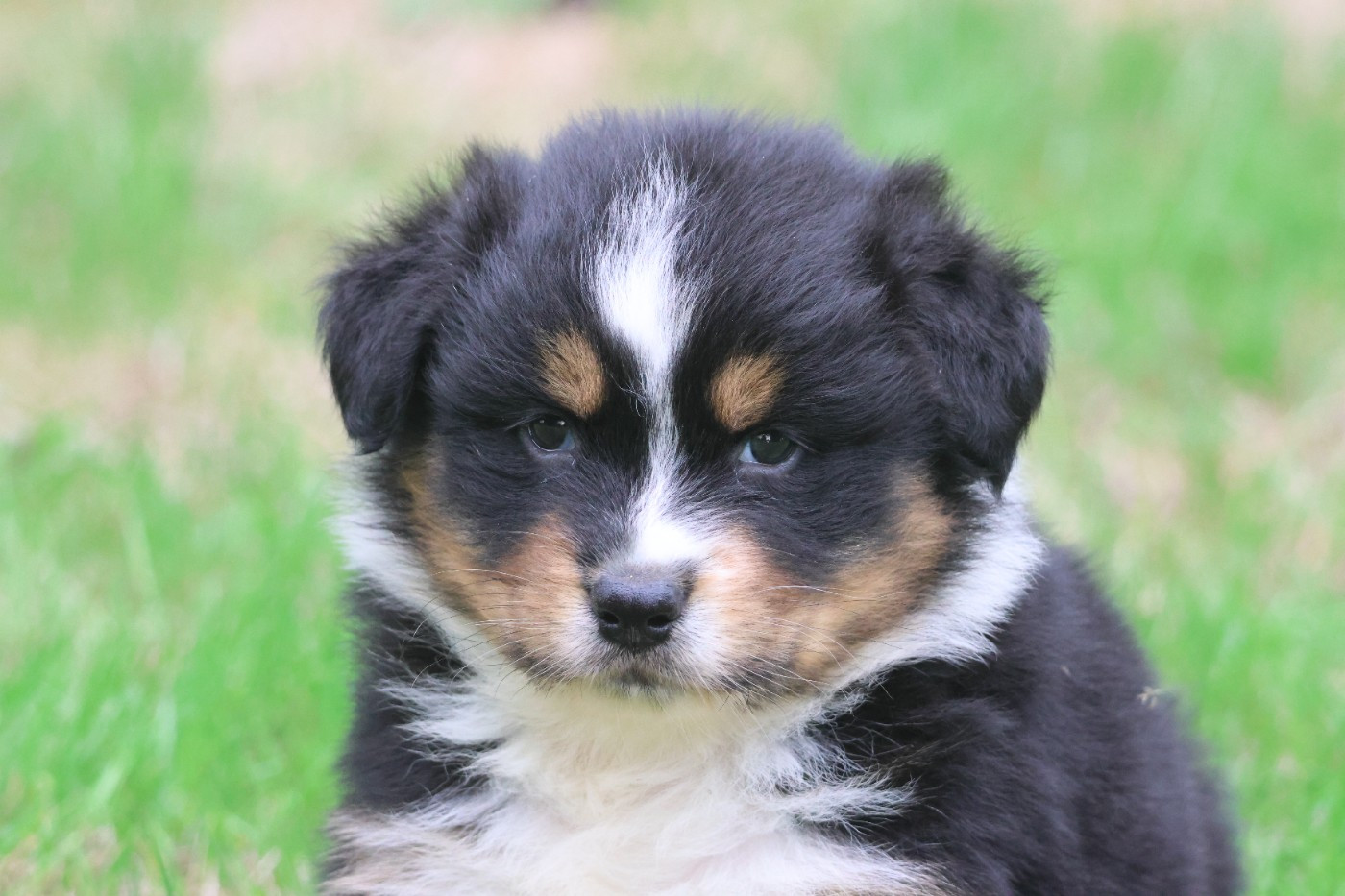 des Gardiens d'Hadès - Chiots disponibles - Berger Australien