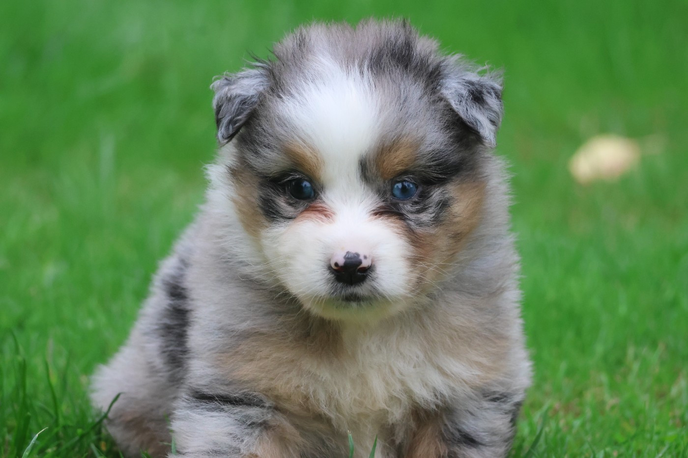 des Gardiens d'Hadès - Chiots disponibles - Berger Australien