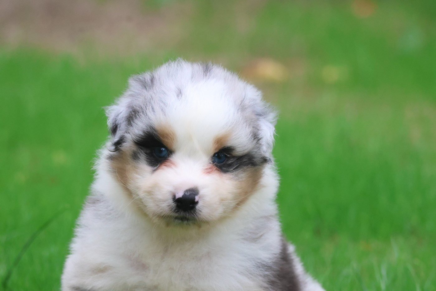 des Gardiens d'Hadès - Chiots disponibles - Berger Australien