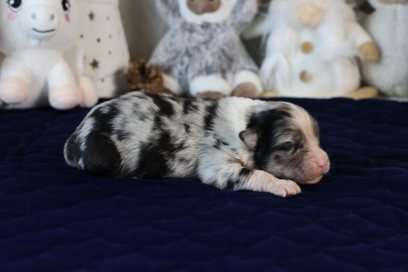 des Gardiens d'Hadès - Chiots disponibles - Berger Australien