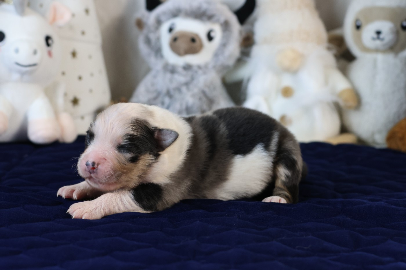 des Gardiens d'Hadès - Chiots disponibles - Berger Australien