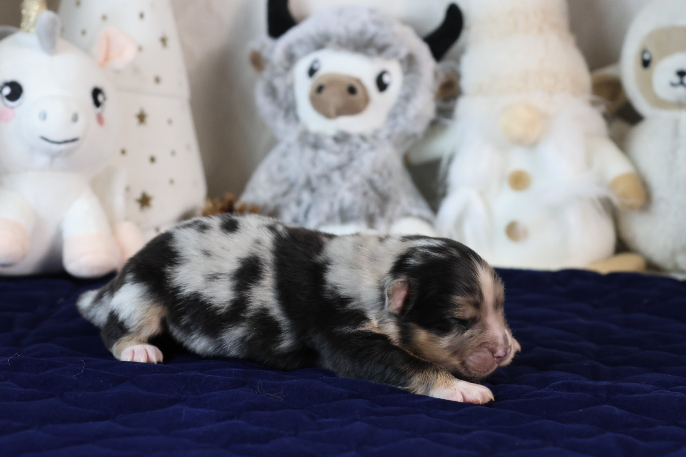 des Gardiens d'Hadès - Chiots disponibles - Berger Australien
