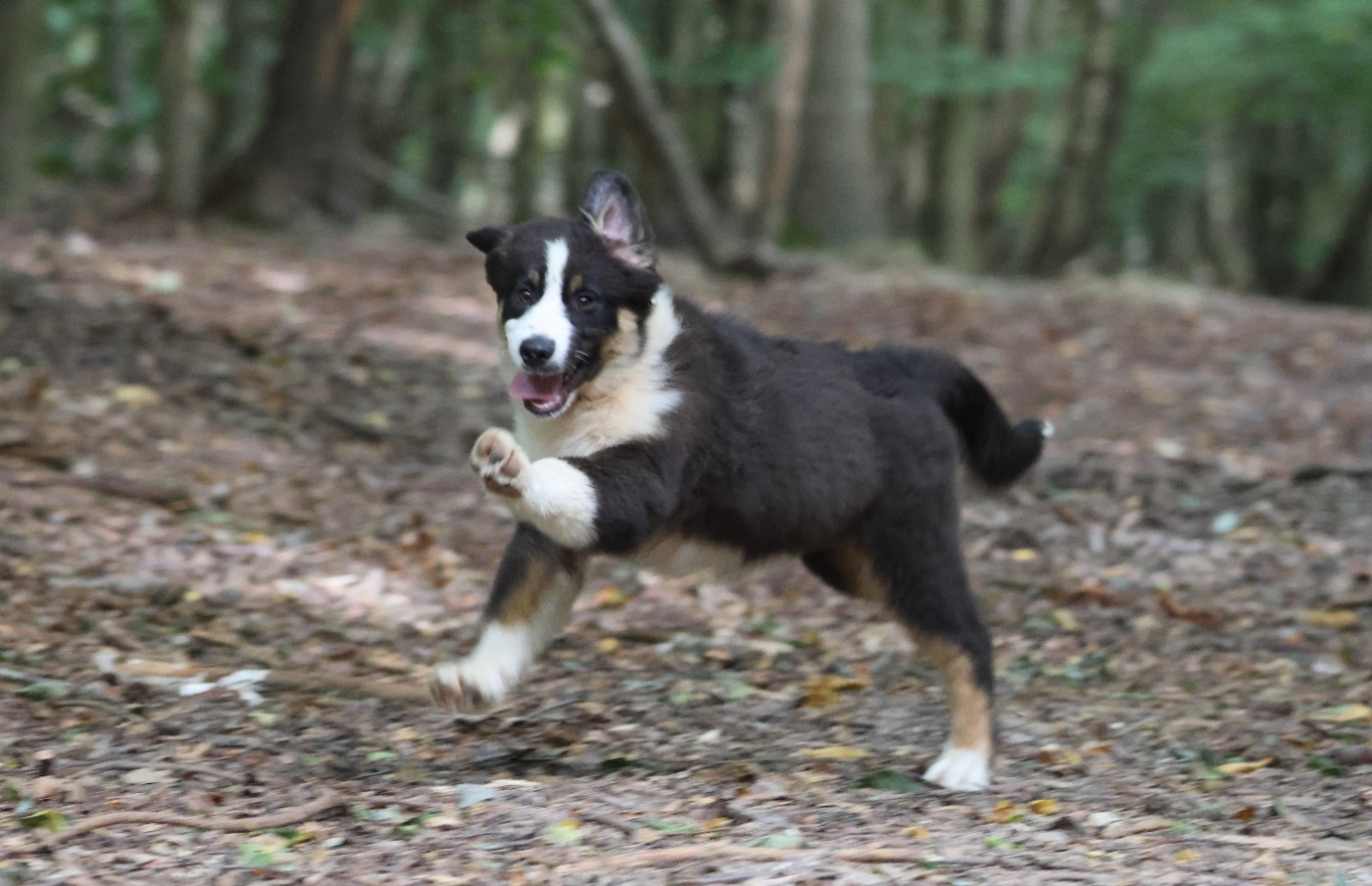 des Gardiens d'Hadès - Chiots disponibles - Berger Australien