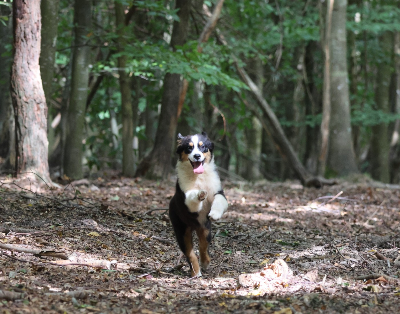 des Gardiens d'Hadès - Chiots disponibles - Berger Australien