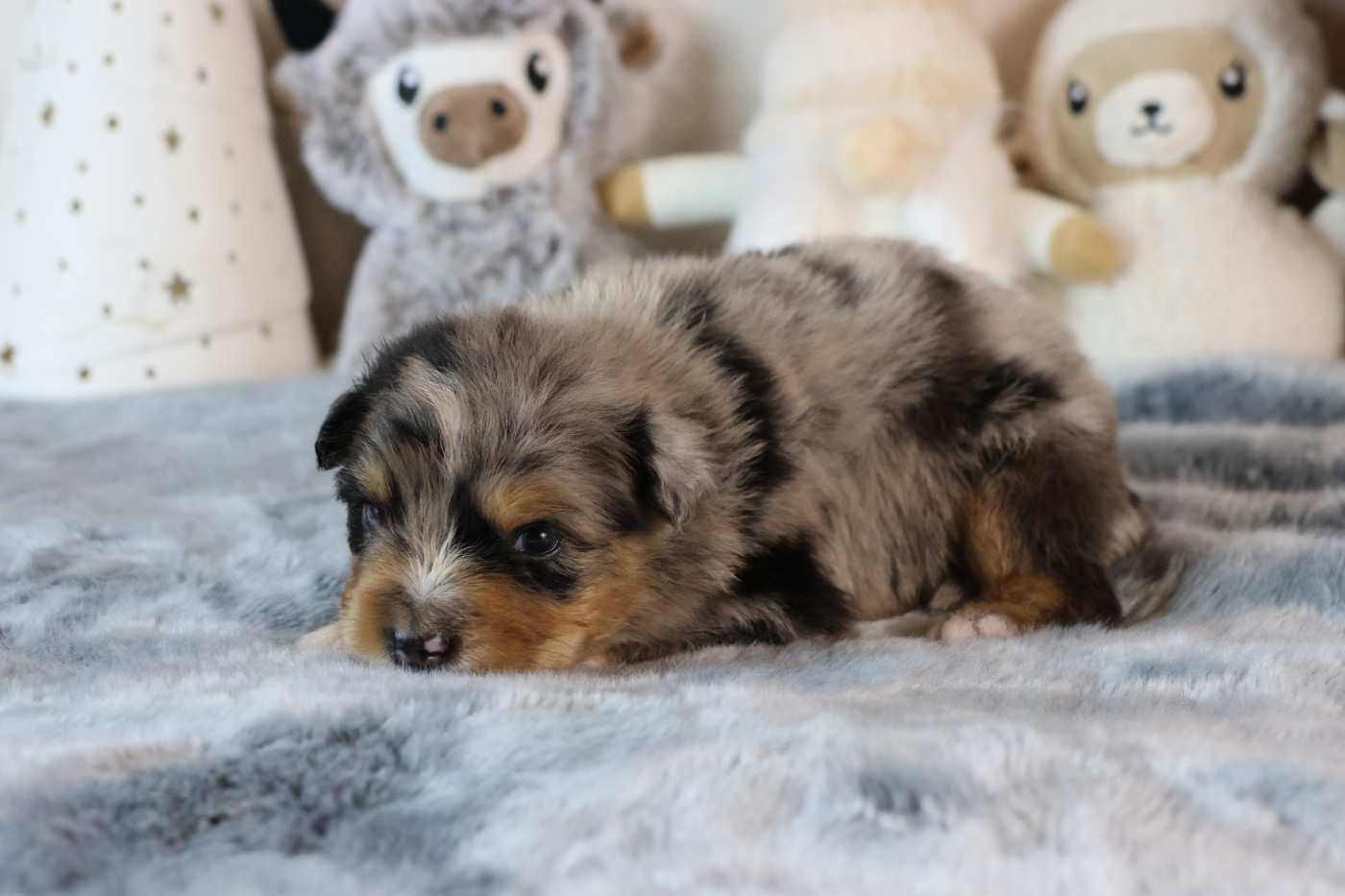 des Gardiens d'Hadès - Chiots disponibles - Berger Australien