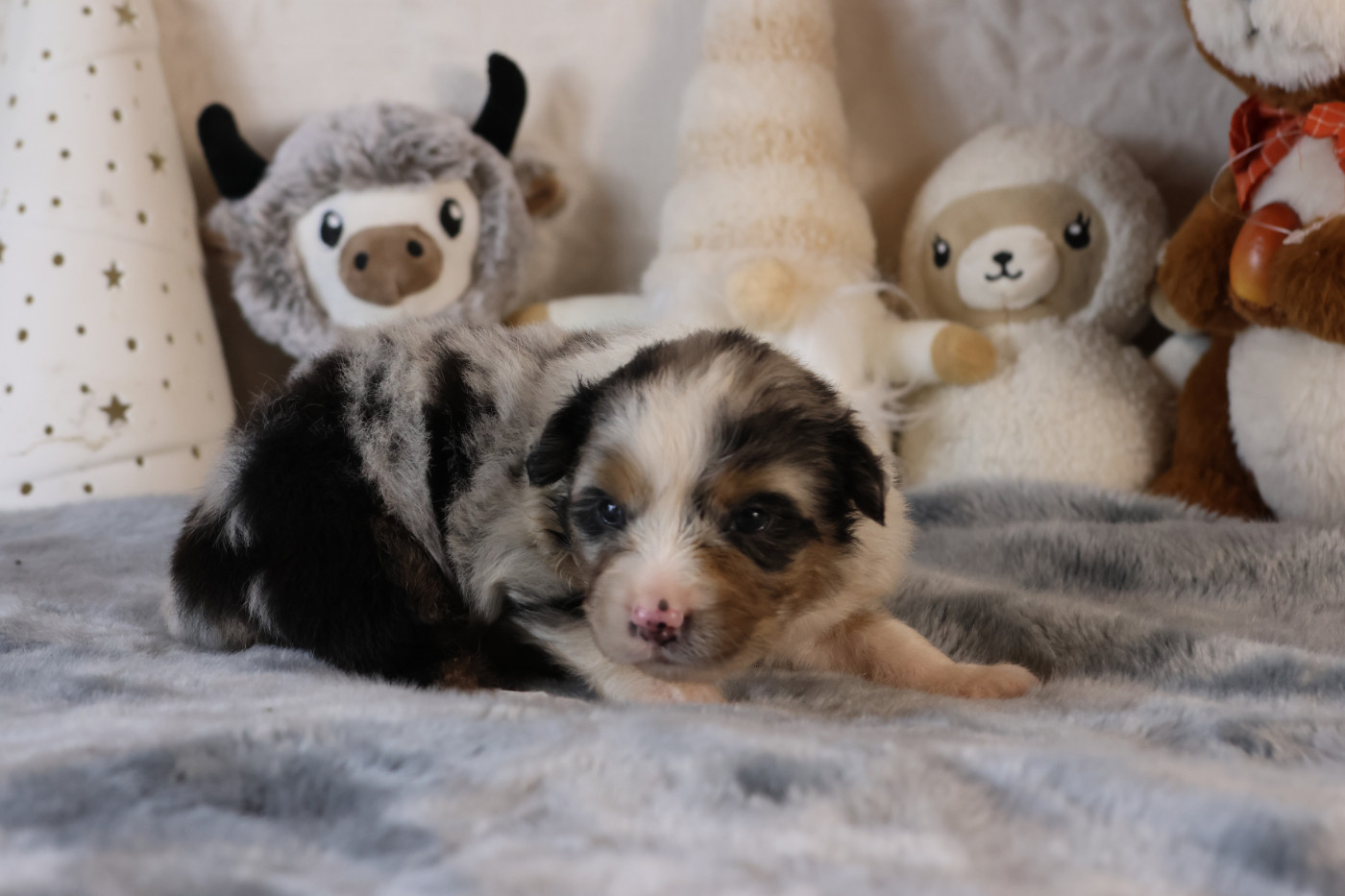 des Gardiens d'Hadès - Chiots disponibles - Berger Australien