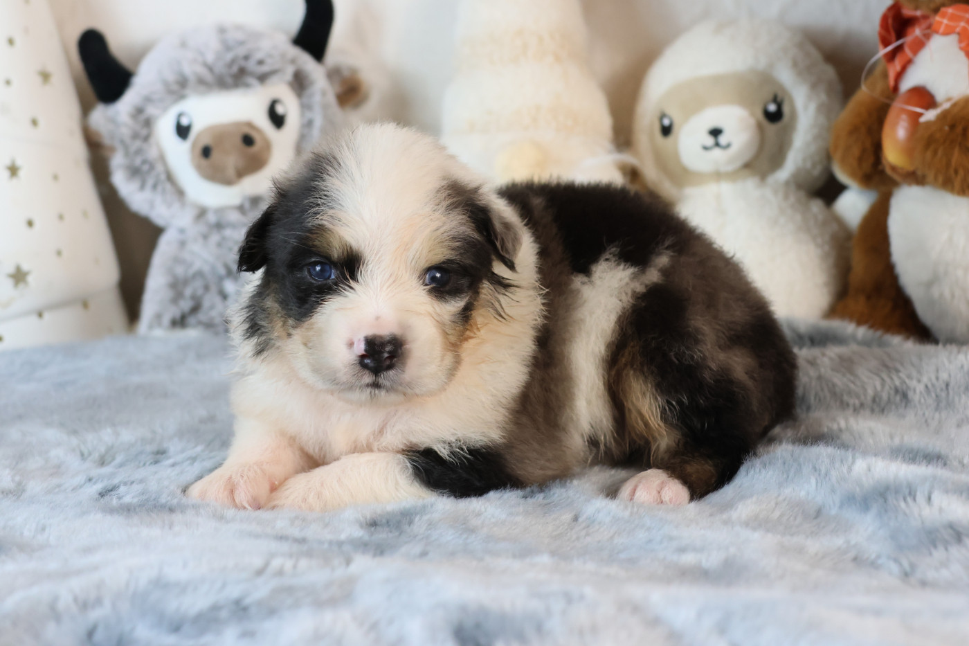 des Gardiens d'Hadès - Chiots disponibles - Berger Australien