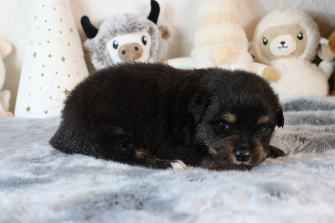 des Gardiens d'Hadès - Chiots disponibles - Berger Australien