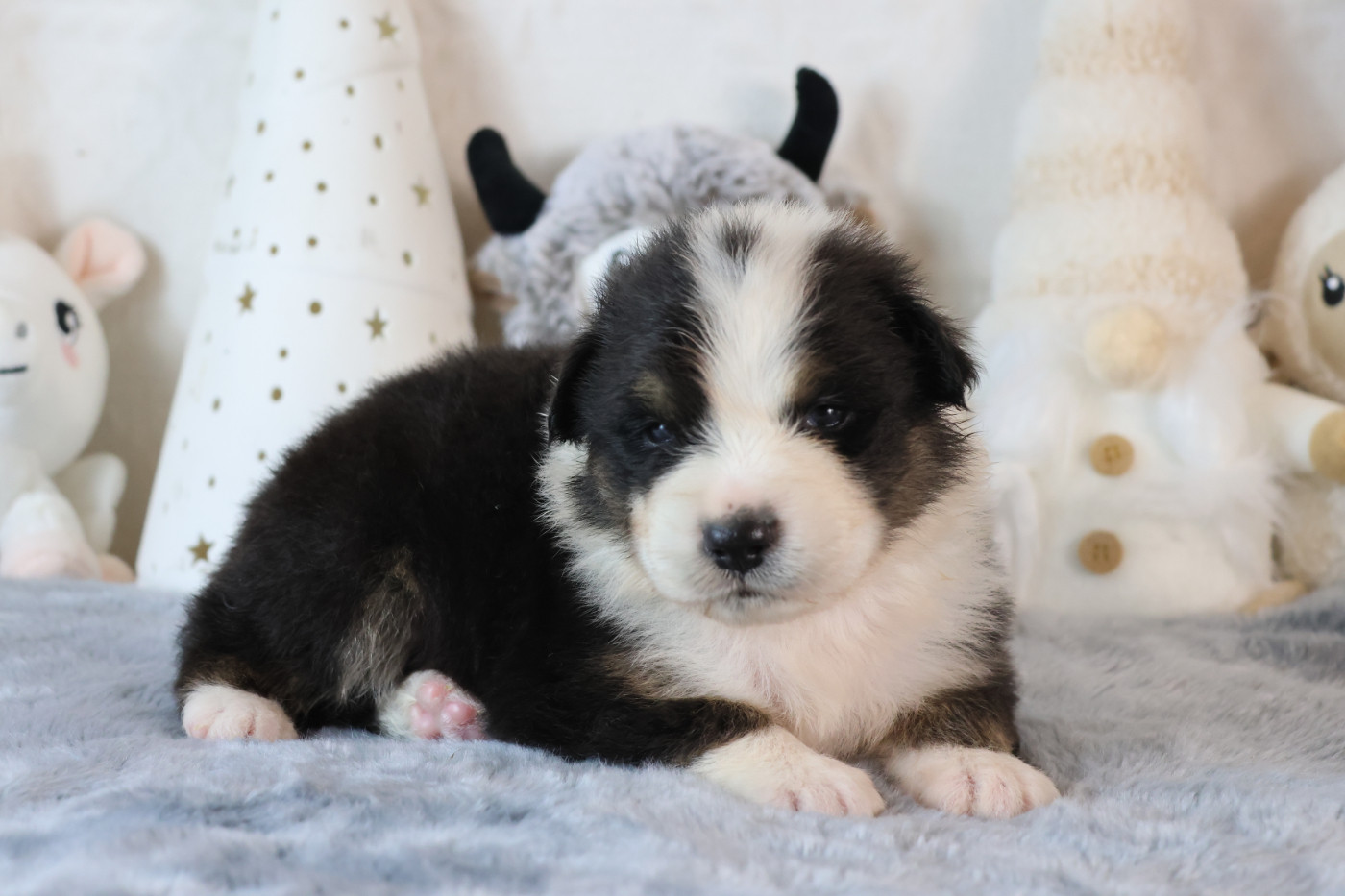des Gardiens d'Hadès - Chiots disponibles - Berger Australien