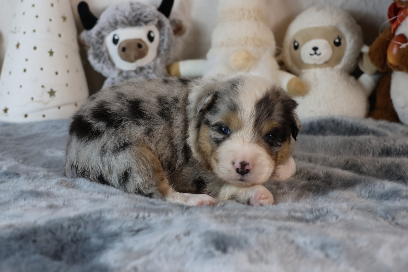des Gardiens d'Hadès - Chiots disponibles - Berger Australien