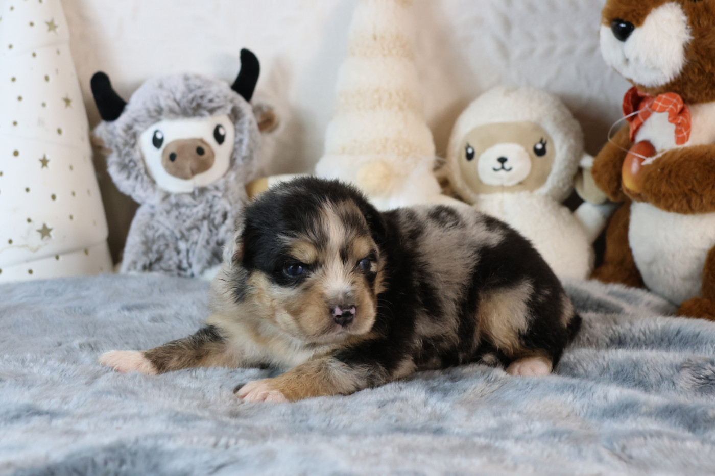 des Gardiens d'Hadès - Chiots disponibles - Berger Australien