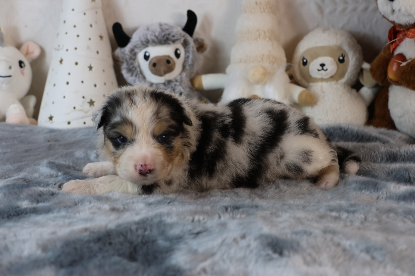 des Gardiens d'Hadès - Chiots disponibles - Berger Australien