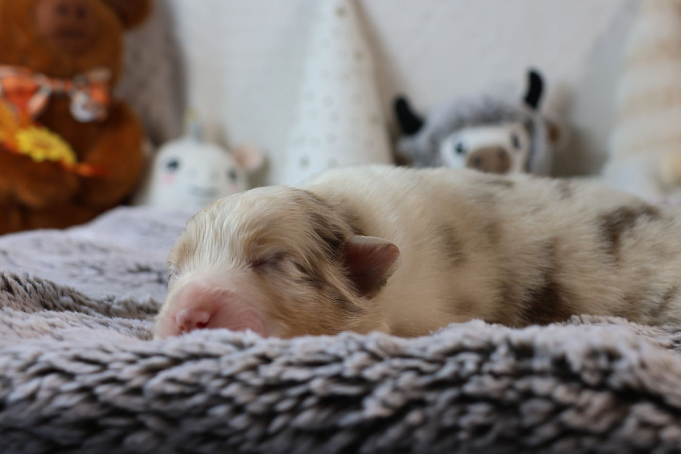 des Gardiens d'Hadès - Chiots disponibles - Berger Australien
