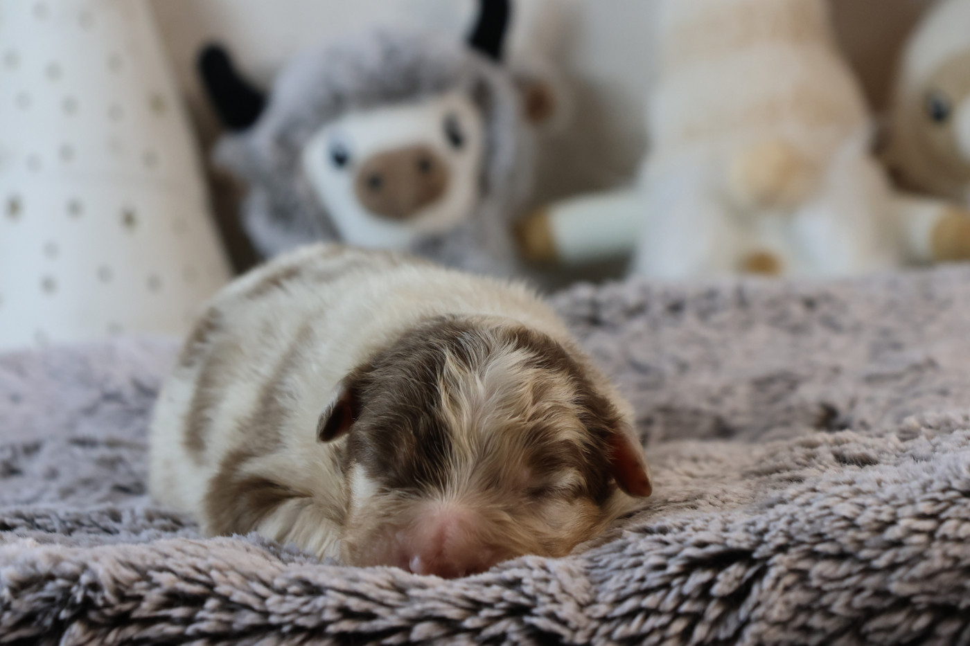 des Gardiens d'Hadès - Chiots disponibles - Berger Australien