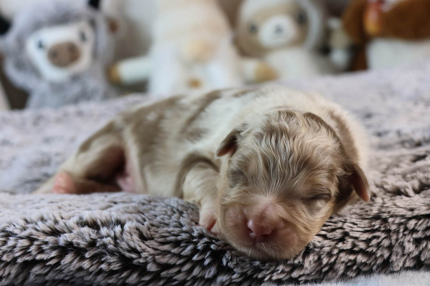 des Gardiens d'Hadès - Chiots disponibles - Berger Australien