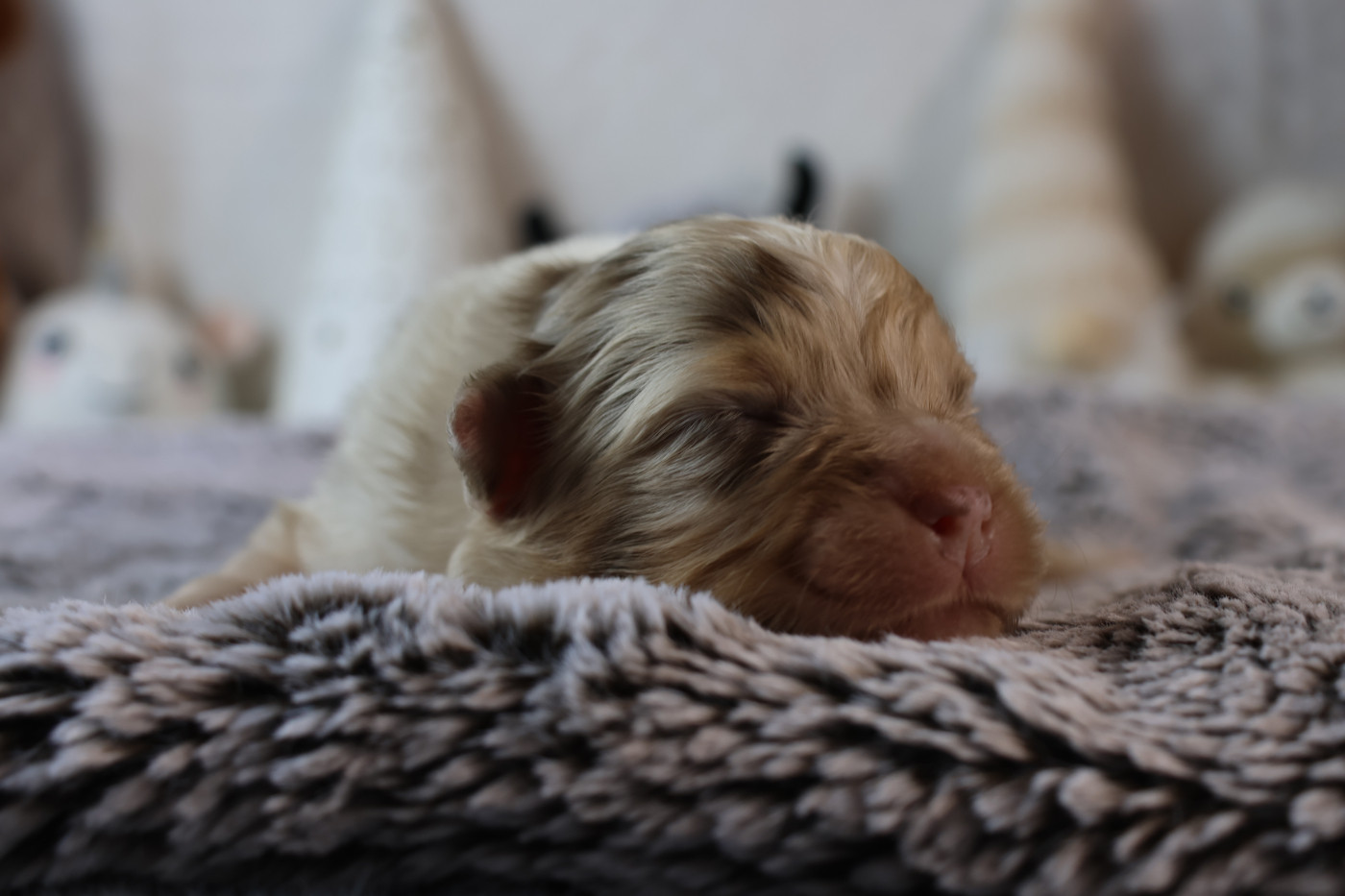 des Gardiens d'Hadès - Chiots disponibles - Berger Australien