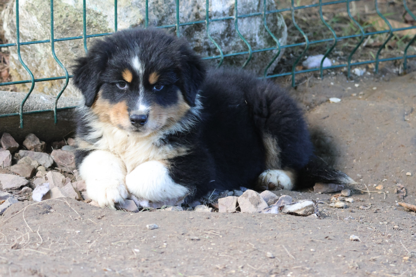 des Gardiens d'Hadès - Chiots disponibles - Berger Australien