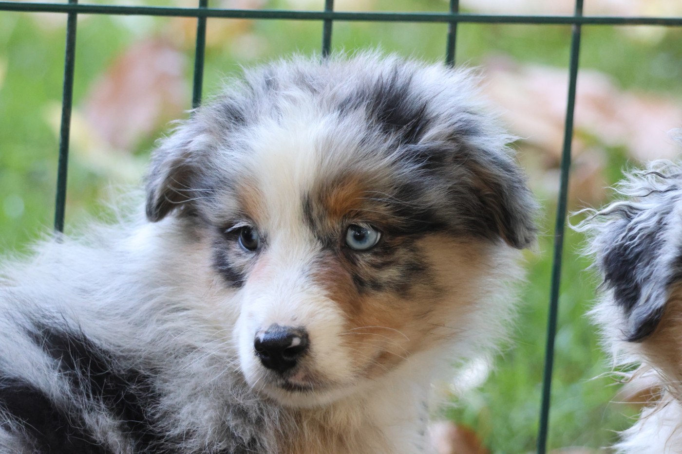 des Gardiens d'Hadès - Chiots disponibles - Berger Australien