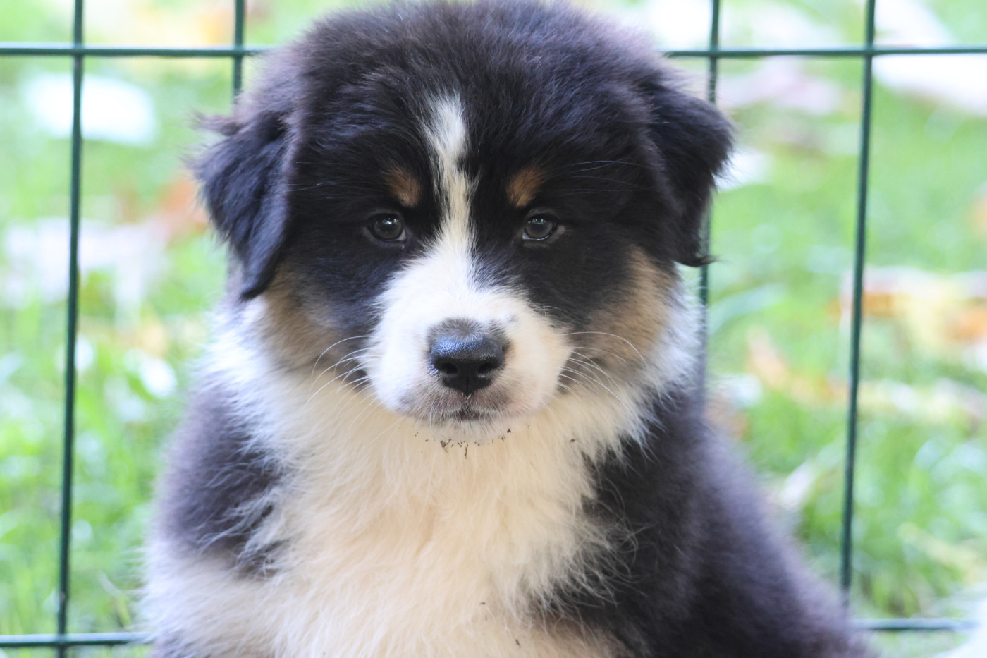 des Gardiens d'Hadès - Chiots disponibles - Berger Australien