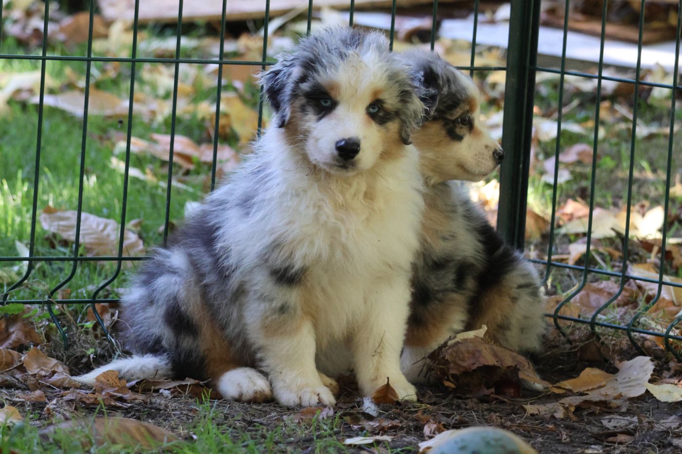 des Gardiens d'Hadès - Chiots disponibles - Berger Australien