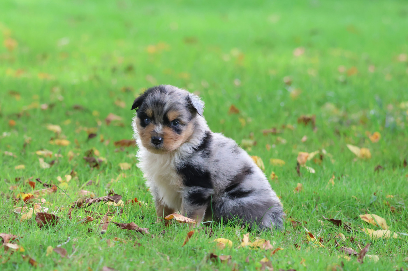 des Gardiens d'Hadès - Chiots disponibles - Berger Australien