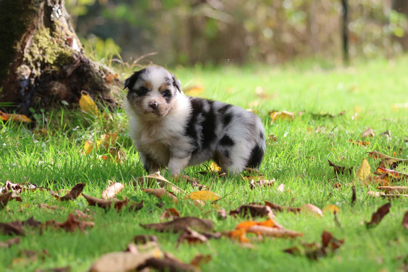 des Gardiens d'Hadès - Chiots disponibles - Berger Australien