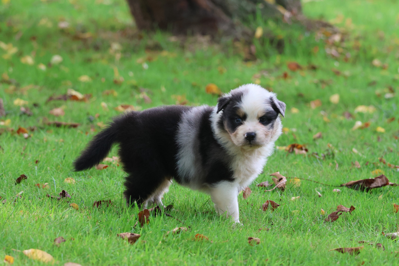 des Gardiens d'Hadès - Chiots disponibles - Berger Australien
