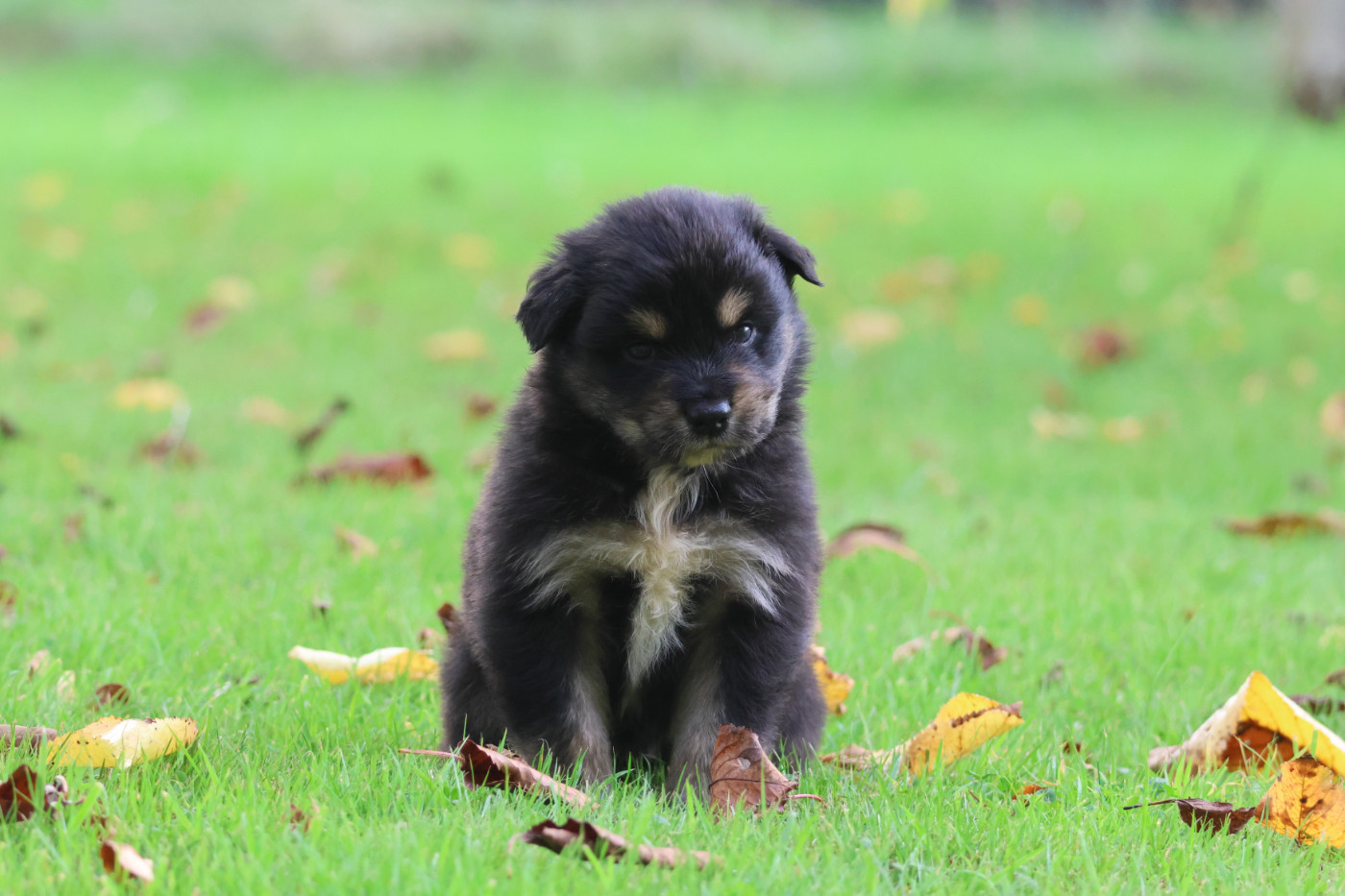des Gardiens d'Hadès - Chiots disponibles - Berger Australien