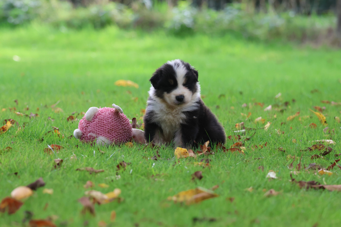des Gardiens d'Hadès - Chiots disponibles - Berger Australien