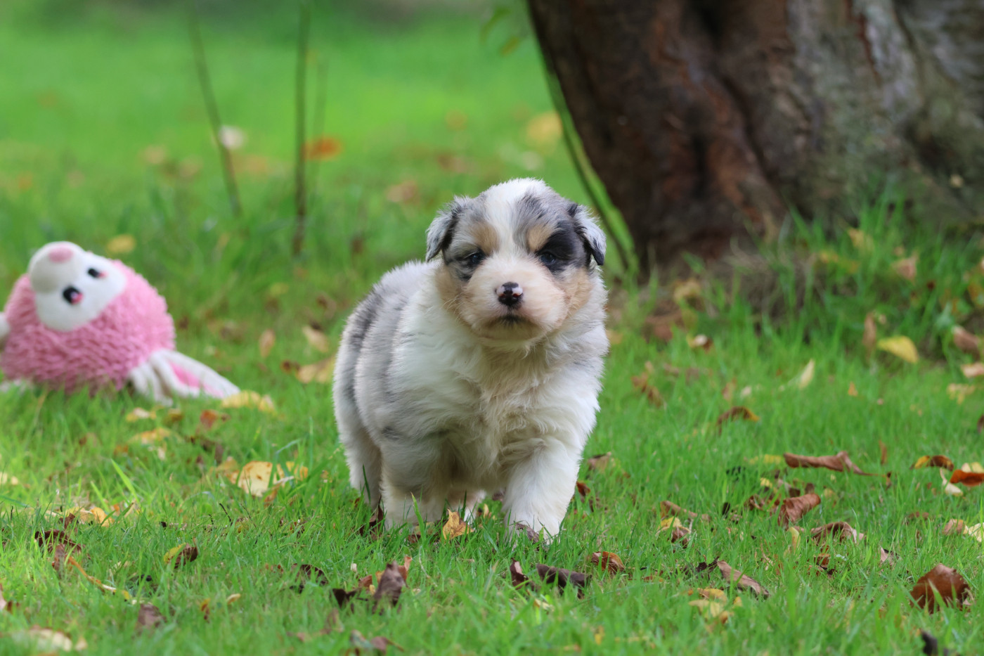 des Gardiens d'Hadès - Chiots disponibles - Berger Australien