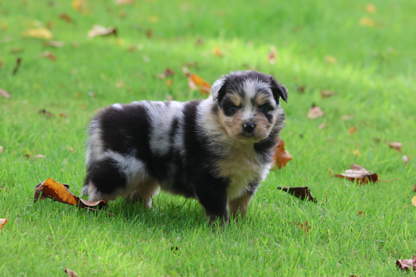 des Gardiens d'Hadès - Chiots disponibles - Berger Australien