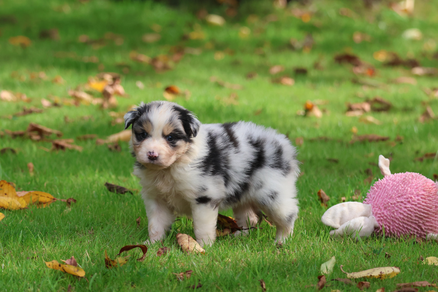 des Gardiens d'Hadès - Chiots disponibles - Berger Australien
