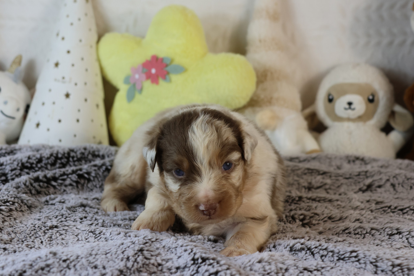 des Gardiens d'Hadès - Chiots disponibles - Berger Australien