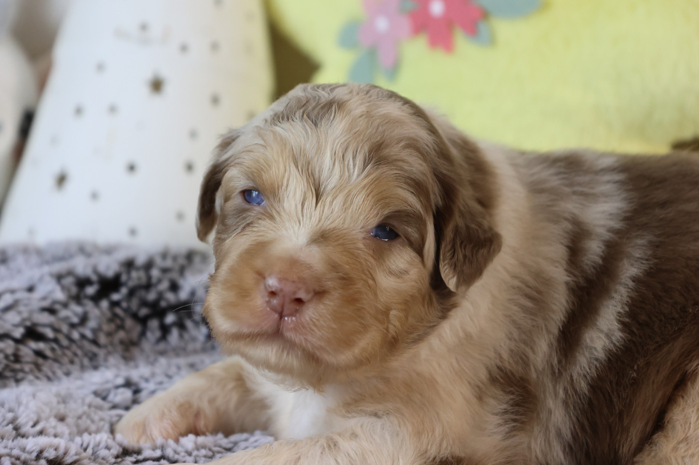 des Gardiens d'Hadès - Chiots disponibles - Berger Australien