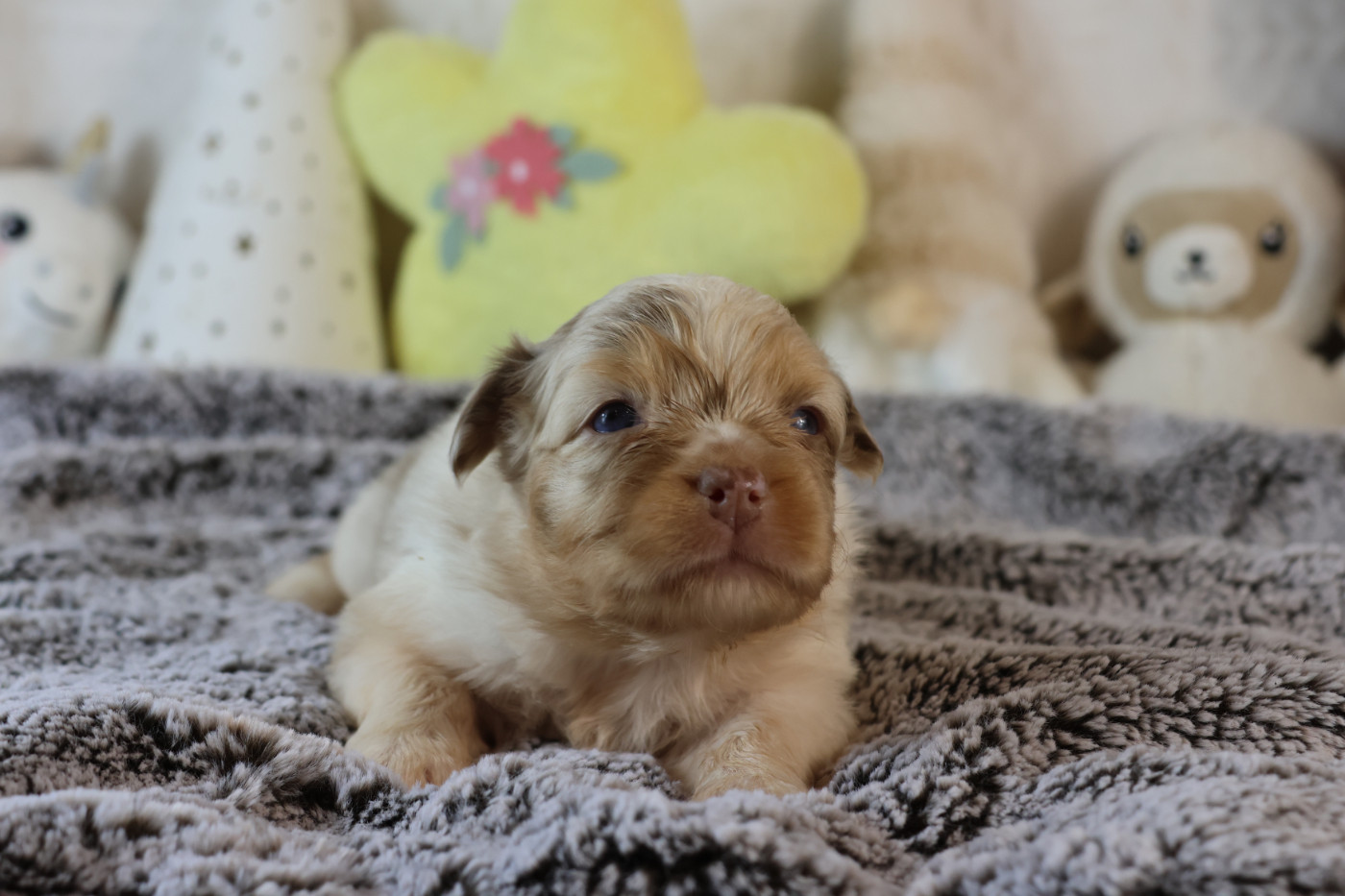 des Gardiens d'Hadès - Chiots disponibles - Berger Australien
